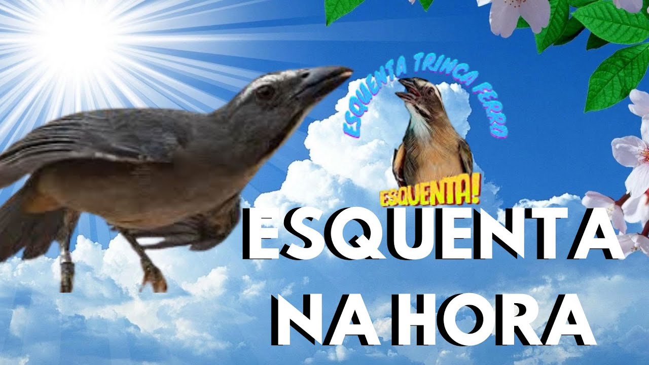 TRINCA Cantando e TRINCA FERRO  MACHEANDO MUITO PARA ESQUENTAR