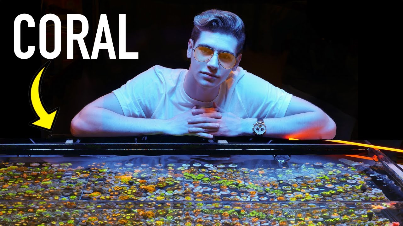 Singapore's Underground CORAL DEALERS!! ... (what are they hiding?!) 💰
