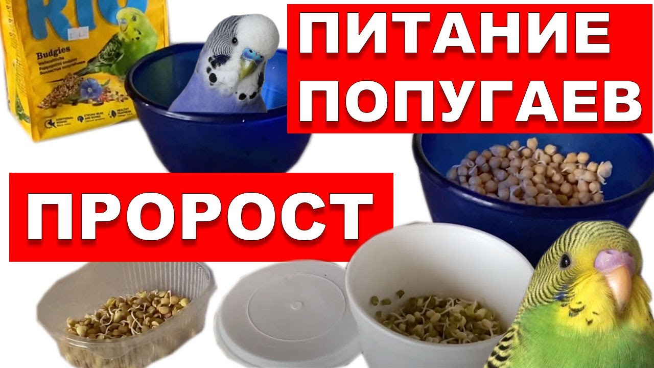 ПРОРОЩЕННЫЙ КОРМ! ЧЕМ КОРМИТЬ ПОПУГАЯ? КАК МЫТЬ КОРМУШКИ ВОЛНИСТОМУ, ОЖЕРЕЛОВОМУ, КОРЕЛЛЕ