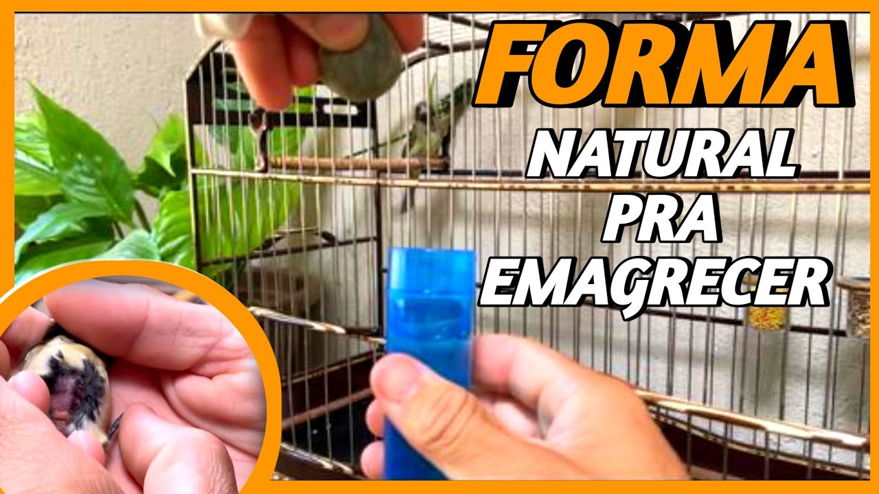 como emagrecer coleiro gordo