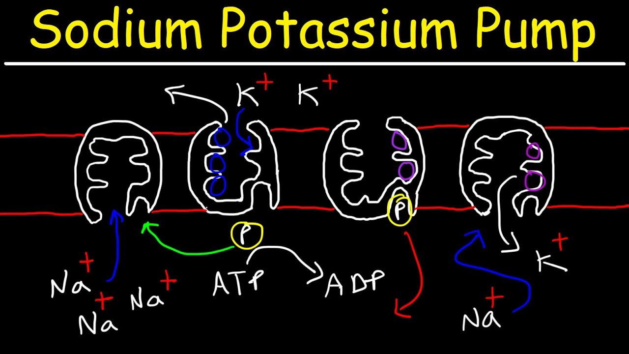 Sodium Potassium Pump - Active Transport