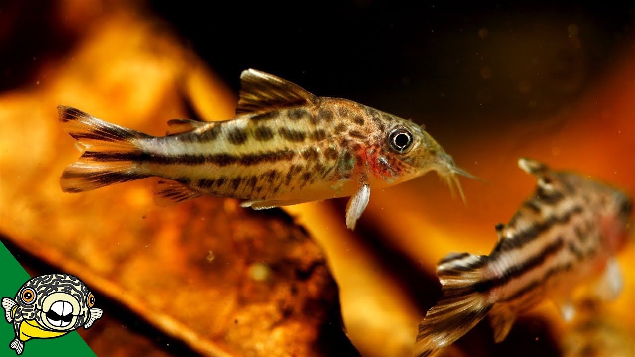 Catappa Leaves for Blackwater Aquariums and Betta Fish