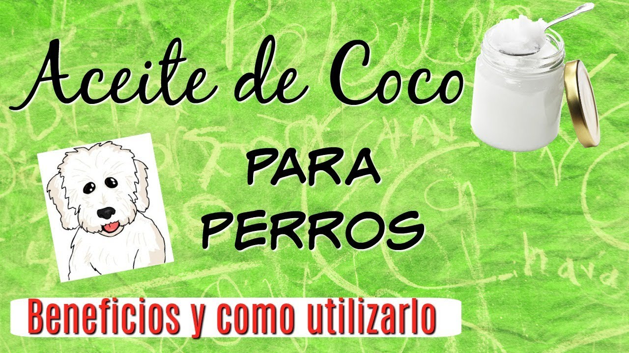 🥥 Aceite de Coco para Perros: Aseo, Receta, Antipulgas, Curaciones, CDT I Lorentix