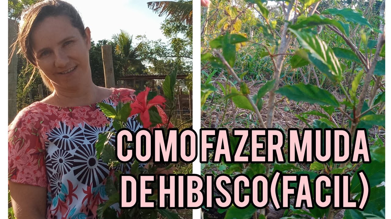 COMO FAZER MUDAS DE HIBISCO POR ESTAQUIA (passo a passo)#hibisco #mudasdehibisco