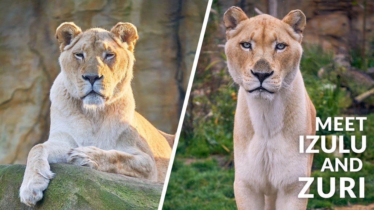 A New Beginning: Izulu and Zuri Join The Sanctuary | The Big Cat Sanctuary