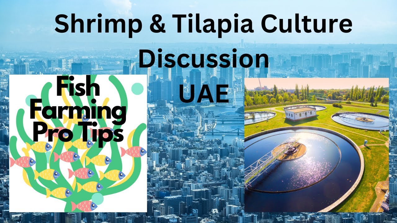 Sustainable Tilapia and Shrimp Culture in UAE | Complete Farming Guide | Fresh Water Culture