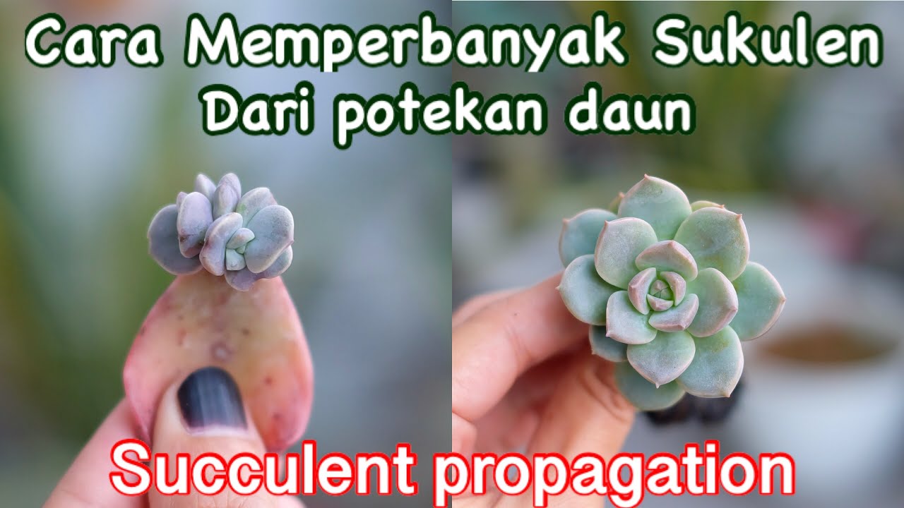 CARA MEMPERBANYAK SUKULEN DARI DAUN II Succulent propagation