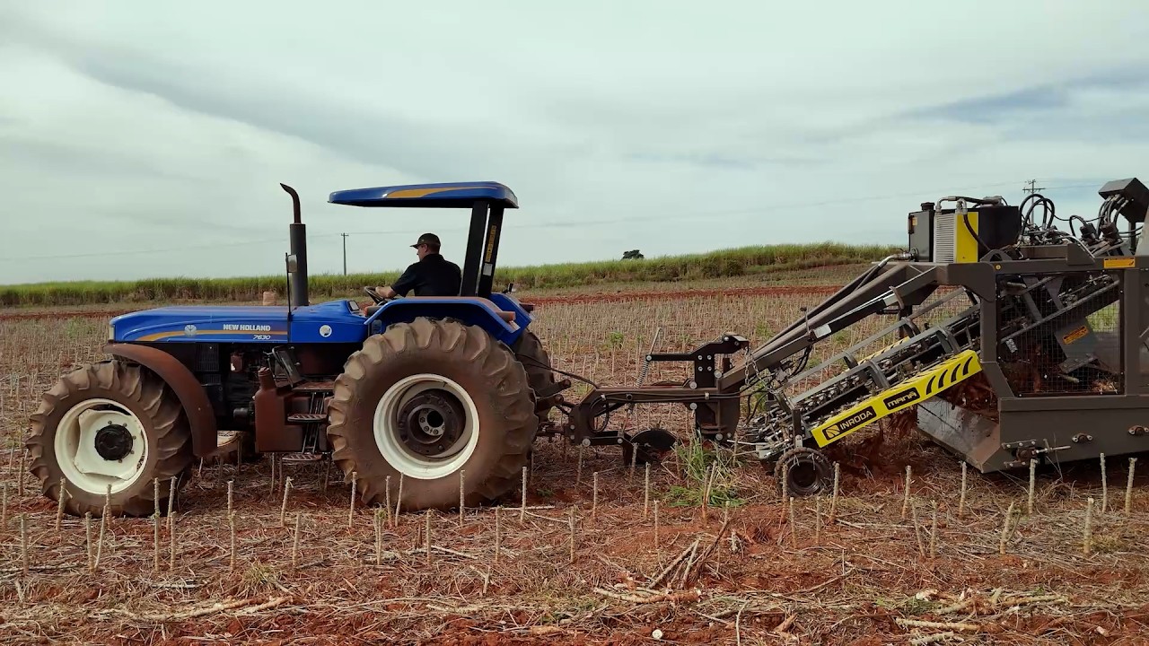 Colheita da mandioca: máquina deixa mais perda do que trabalho manual?