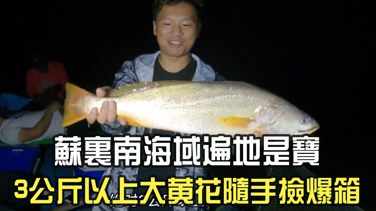 蘇裏南海域遍地是寶，3 公斤以上大黃花隨手撿爆箱#阿牛愛捕魚 #趕海 #蘇裏南 #熱門