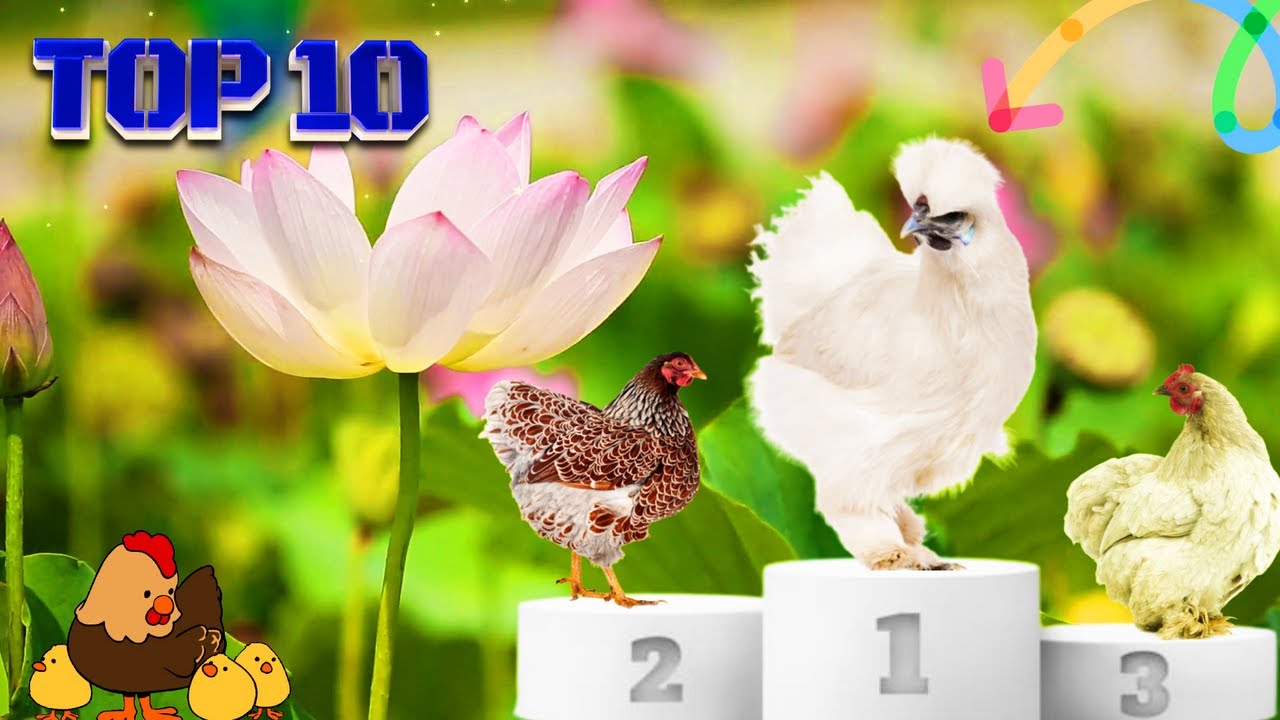 TOP DES MEILLEURES POULES COUVEUSES | Avoir des Poussins !