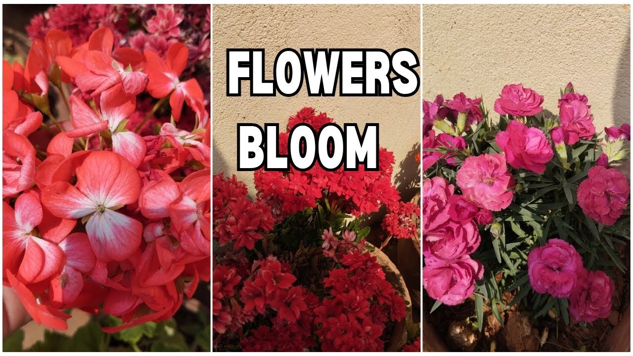 Beautiful Flowers from My Home Garden 🌺 | घरको बगैंचाका सुन्दर फूलहरू