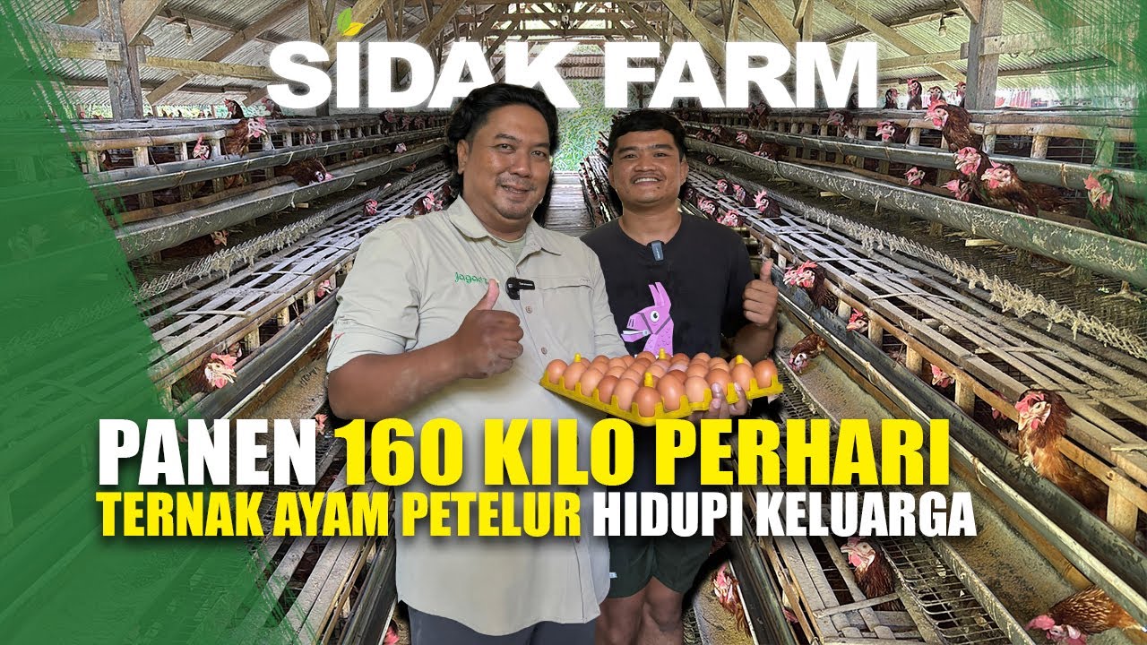 BUDIDAYA AYAM PETELUR BISA MENGHIDUPI KELUARGA, SIDAK FARM