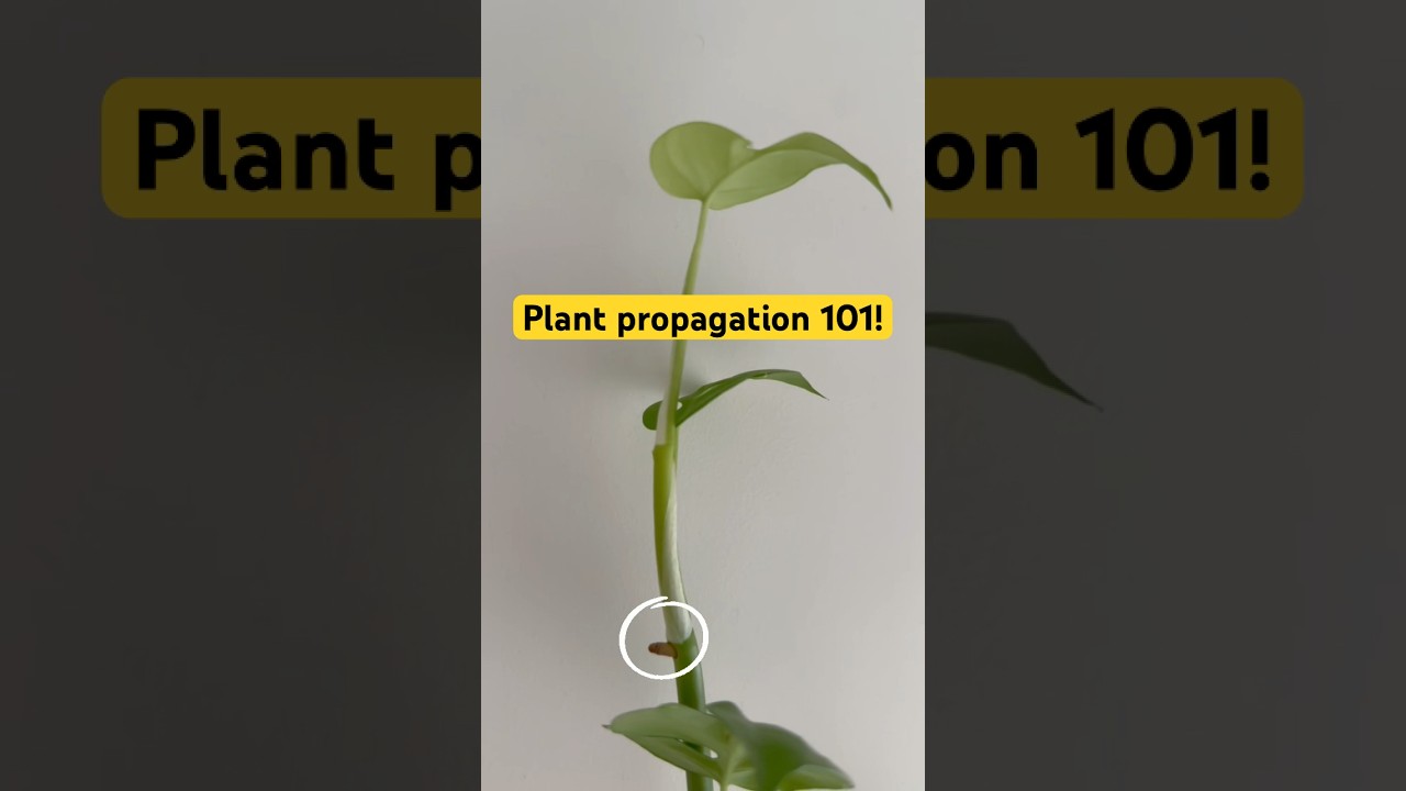 Mini monstera plant propagation tips! Where to cut a monstera to prop 