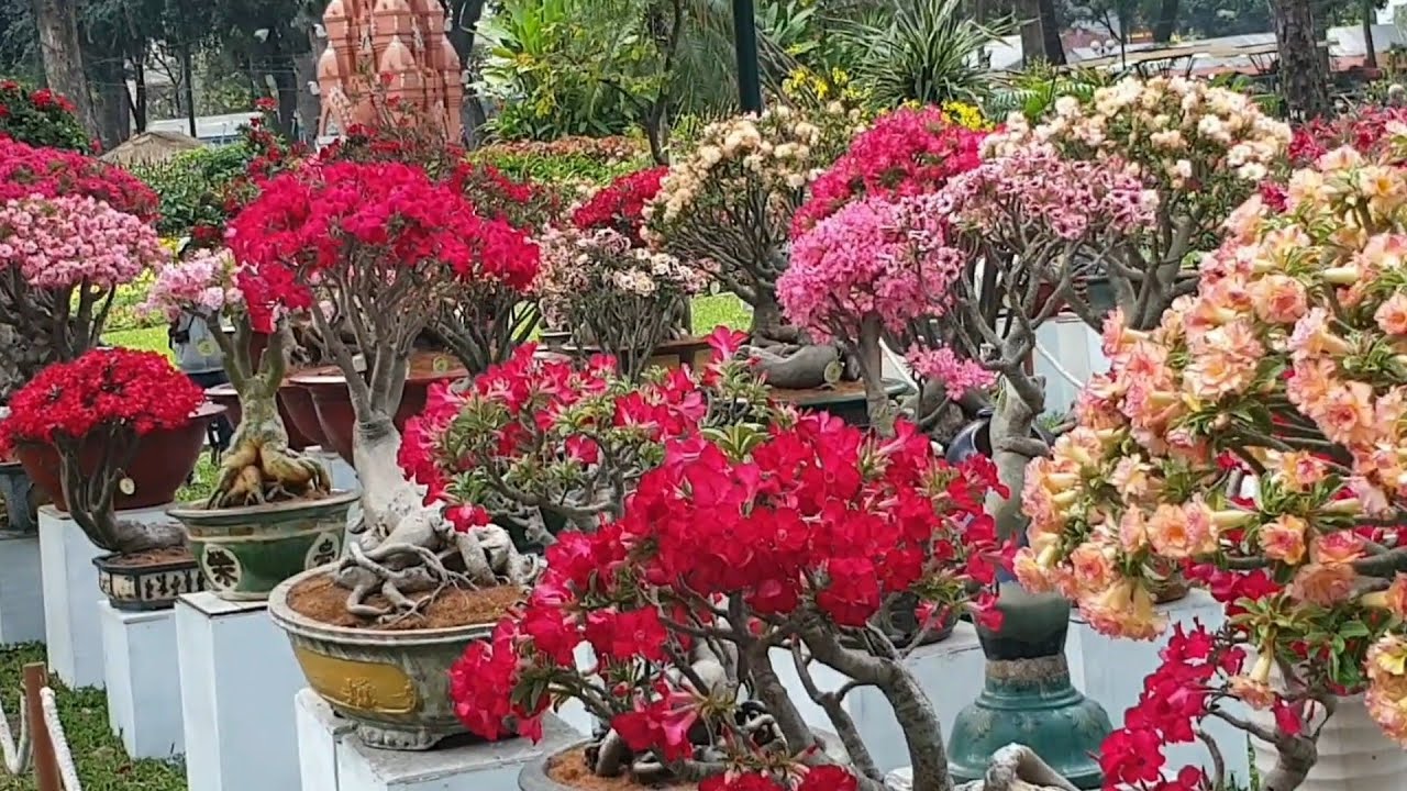 NHỮNG CÂY SỨ ĐẸP ĐƯỢC CHƯNG BÀY TẠI HỘI HOA XUÂN TAO ĐÀN (XUÂN 2023) - Sứ Thái Việt Nam.