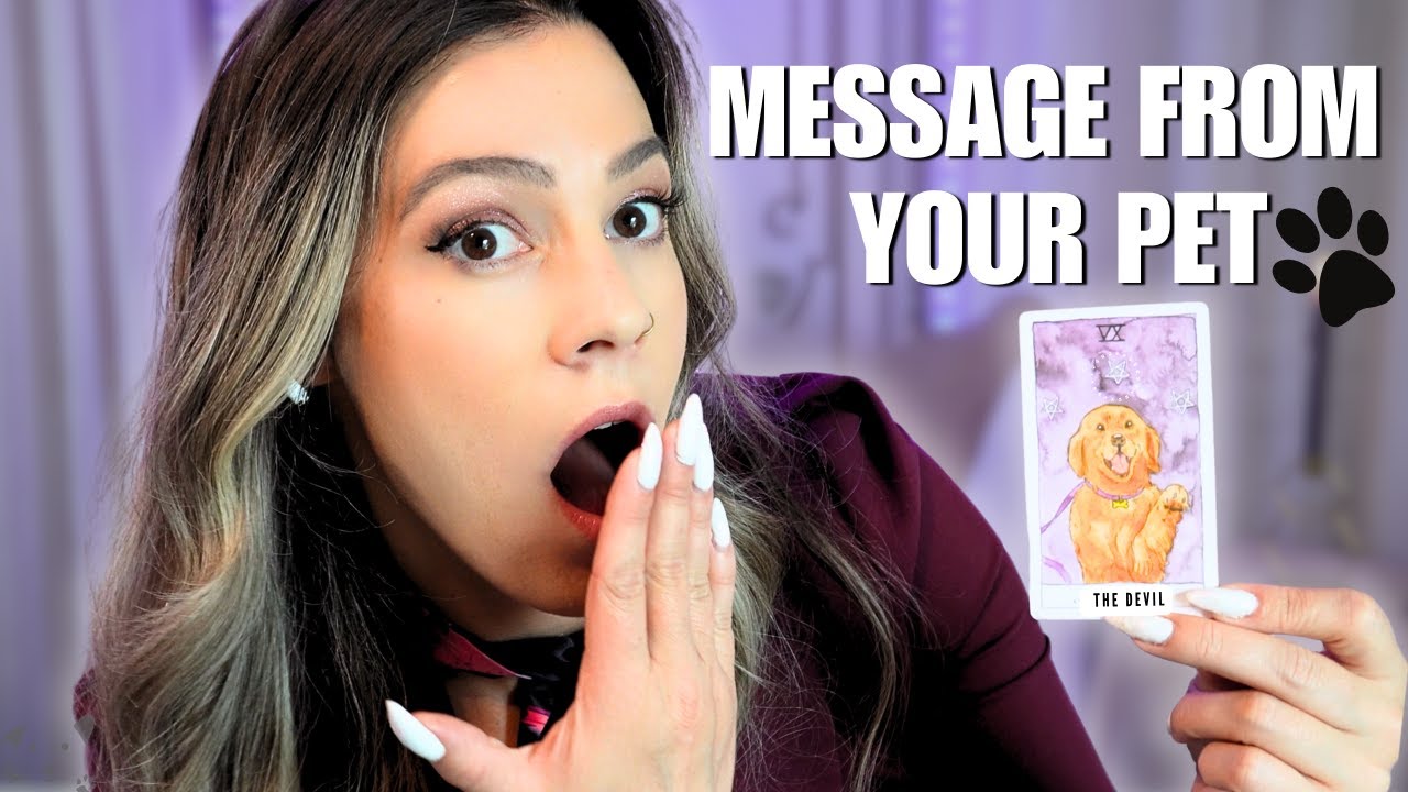 What Your Pet Wants You To Know 🐾 Timeless Tarot (Living or In Spirit)