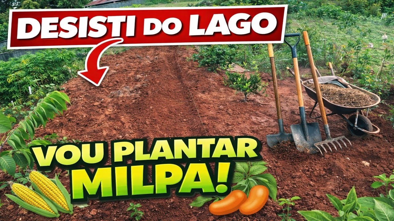 MAIS UM CONSÓRCIO MILPA NO SÍTIO 