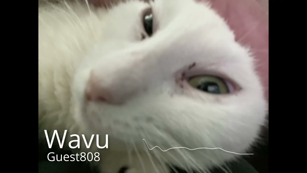 Wavu - Single - Guest808