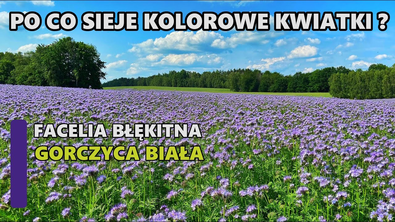 FACELIA I GORCZYCA - JAKI JEST SENS SIEWU ?