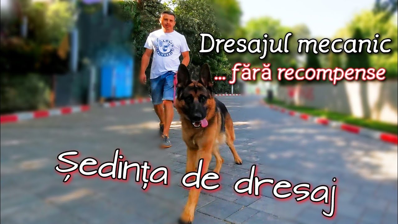 Dresajul fără recompense alimentare. Cum folosești lesa și zgarda eficient.