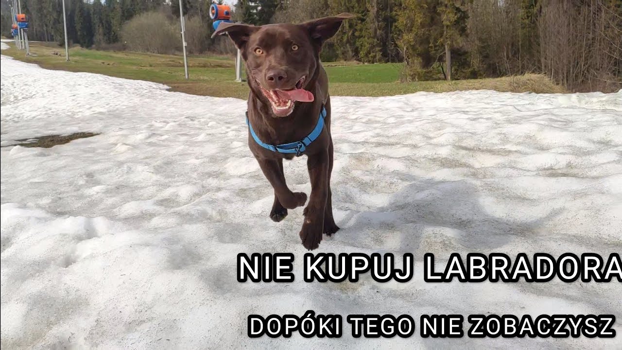 PLANUJESZ ZAKUP LUB ADOPCJE LABRADORA?  [NIE R&Oacute;B TEGO!]