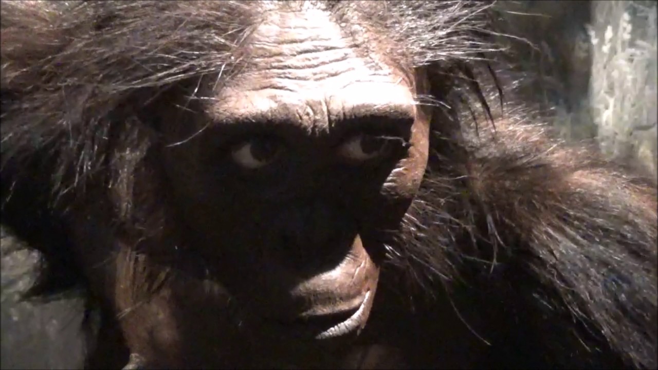 Monkey Monsters and Skeletons - Smithsonian Museum of Natural History