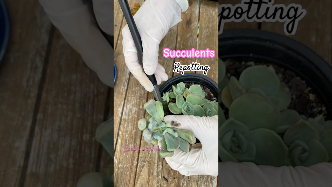 Repot the succulent- Thay chậu sen đá 