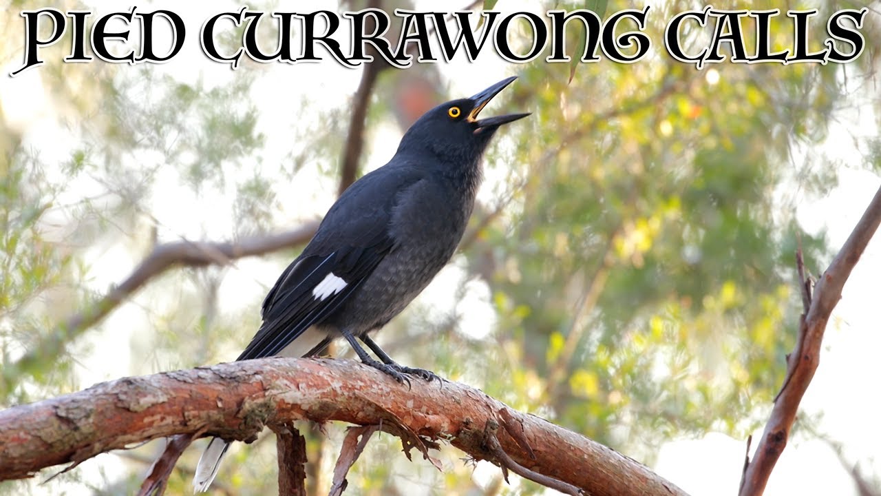 Currawong Calls are nothing like you’ve heard before!