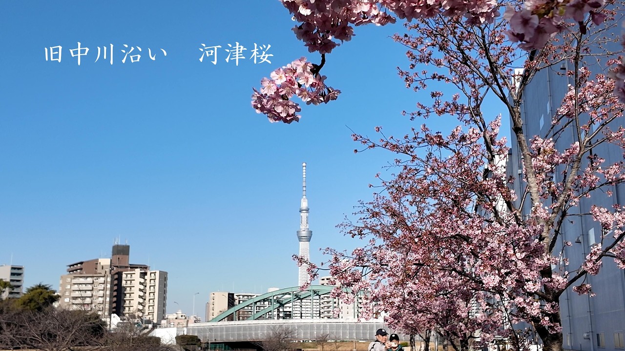 旧中川 河津桜