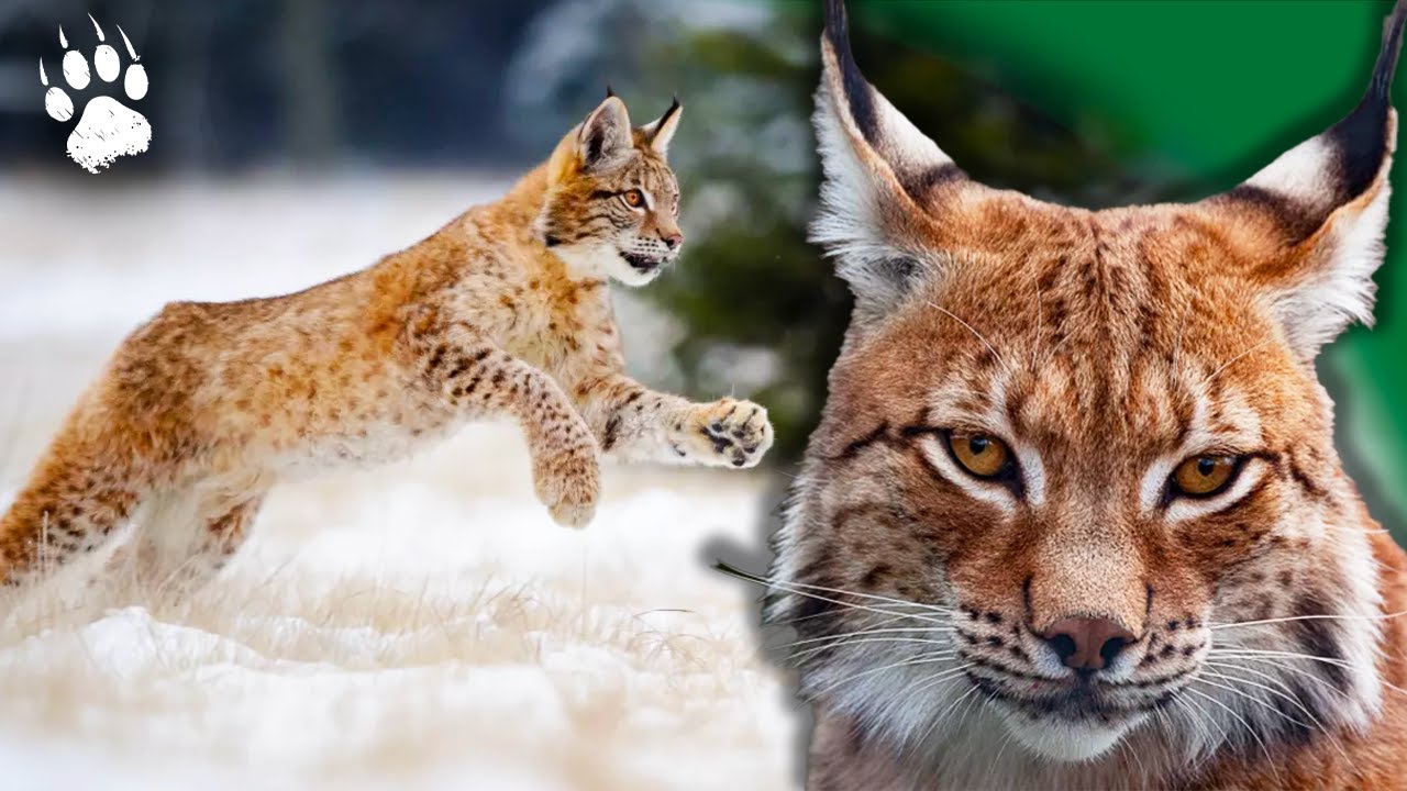 ЛЕСНОЙ ПРИЗРАК: Великое возвращение северной рыси? 🐾 ⎮ Документальный фильм о животных — AT