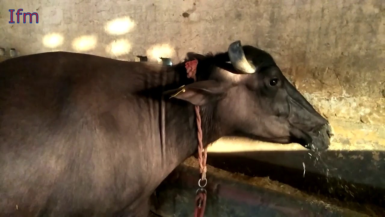 murrah buffalo for sale 24+kg milk |surjeet malik dairy farm umra dairy visit