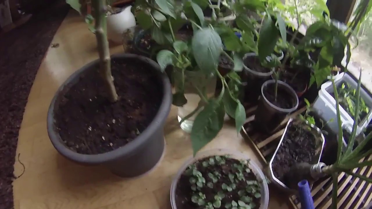 Paprika, Tomate, Physalis überwintern