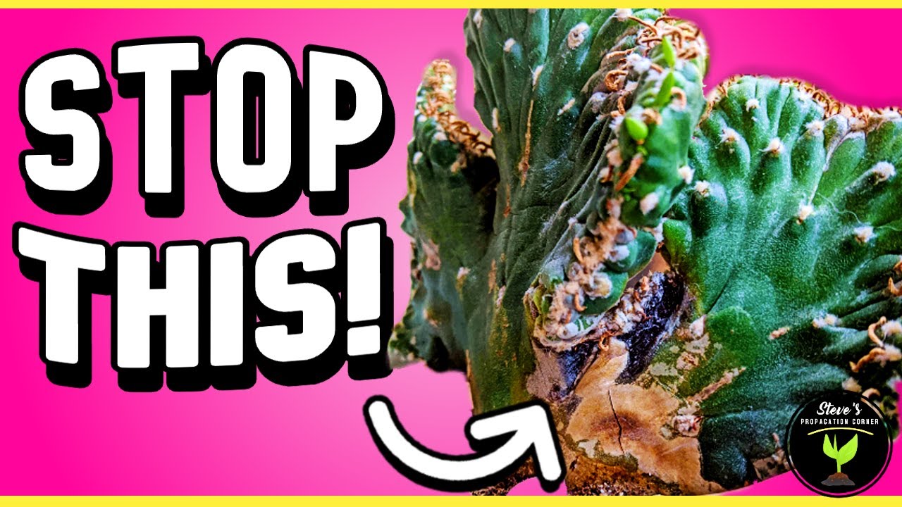 Save Your ROTTING Crested Cactus - Plant Rescue Guide!