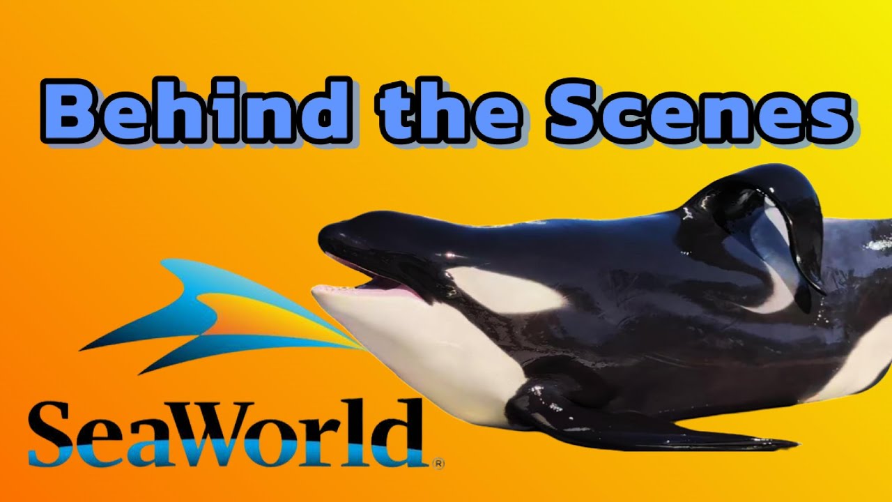 INSIDE LOOK: SeaWorld San Antonio BTS Orca Pool, Sea Lion Feeding Frenzy & Full Killer Whale Finale!