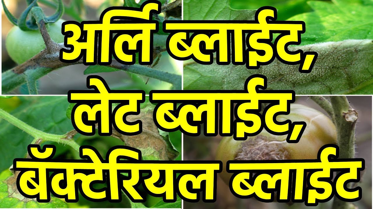 blight/early blight/late blight/bacterial blight