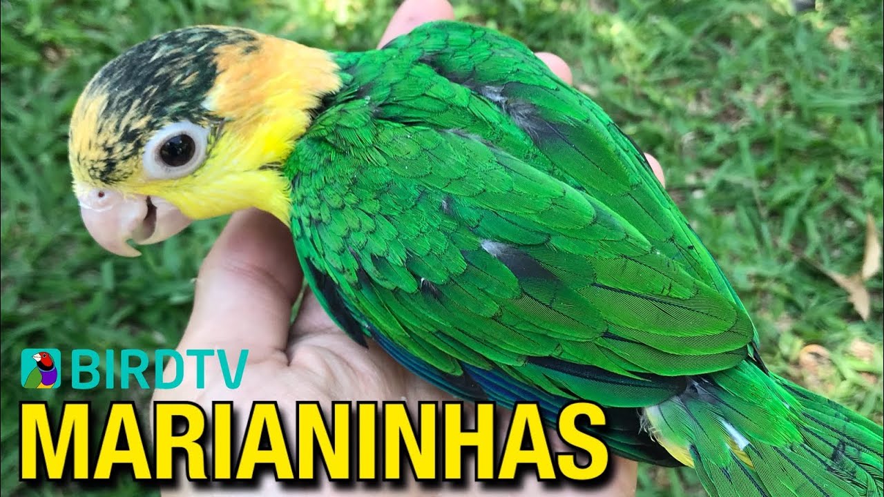 MARIANINHAS | Um dos melhores PETS entre as aves | #BIRDTV