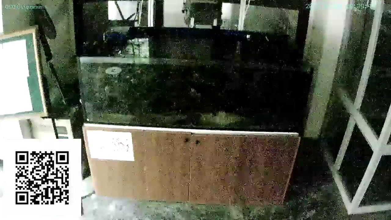 Reef Tank Live