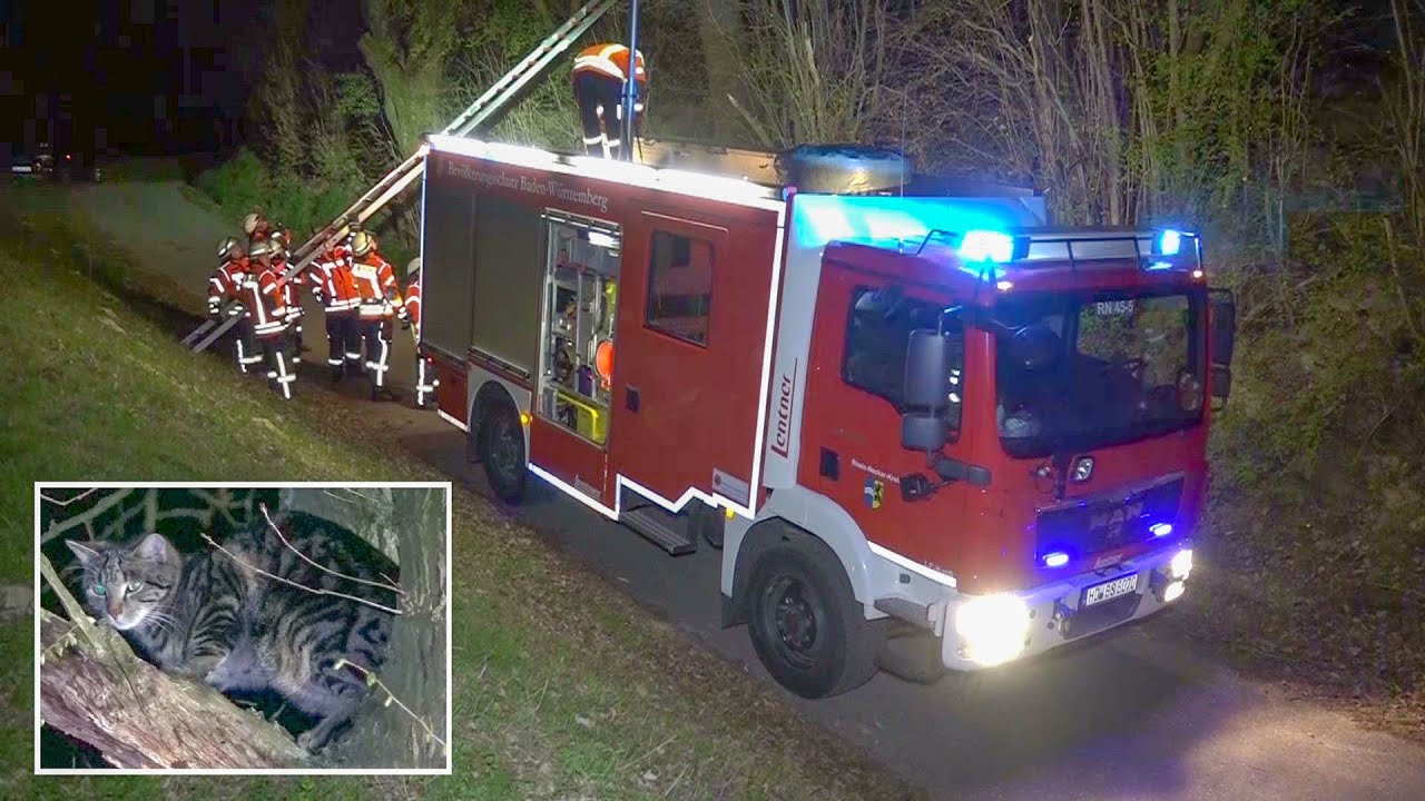 AUSFLUG VON KATZE ENDET MIT FEUERWEHR-EINSATZ - [TIERRETTUNG: KATZE AUF BAUM mit HAPPY END] -