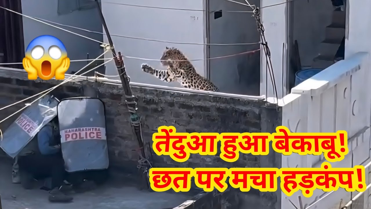 😱Nagpur Leopard Rescue | Leopard Ghar Me Ghus Gaya | Forest Department Ka Live Rescue Operation