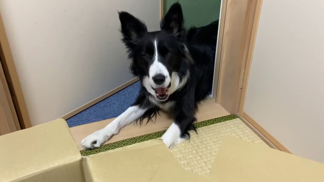 立ち入り禁止の畳の部屋に入りたくて頭を使う犬が可愛すぎたw賢すぎるボーダーコリー