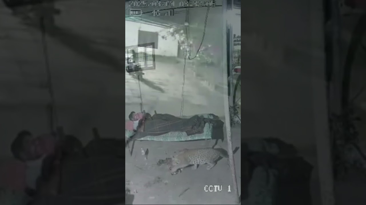 Leopard Attacks Dog in Yard &ndash; Dog Miraculously Escapes