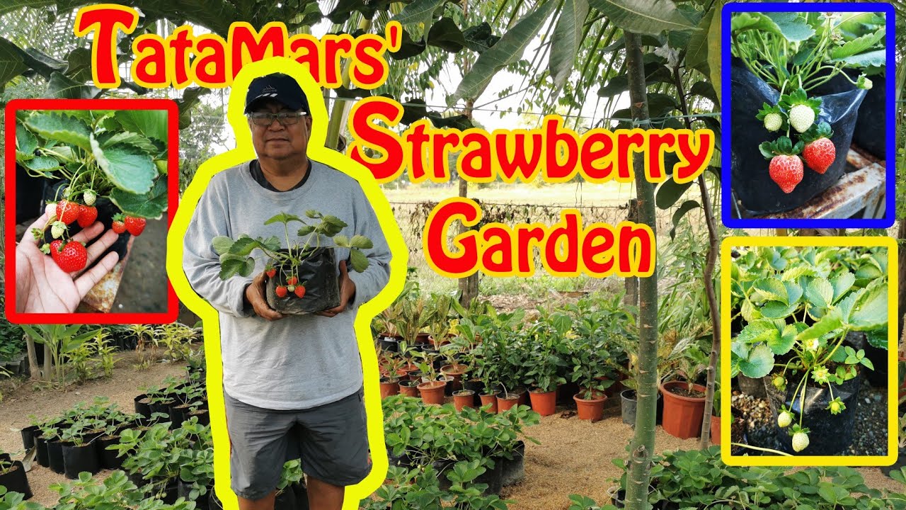 LUPA PARA SA STRAWBERRY | POTTING MIX FOR LOW-LAND STRAWBERRY | TataMars' STRAWBERRY GARDEN