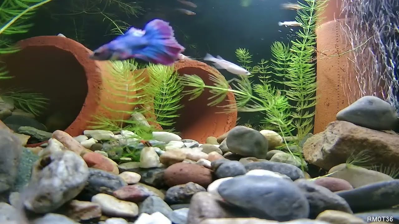 Indoor Pond Ecosystem 10 hours- Underwater Cam