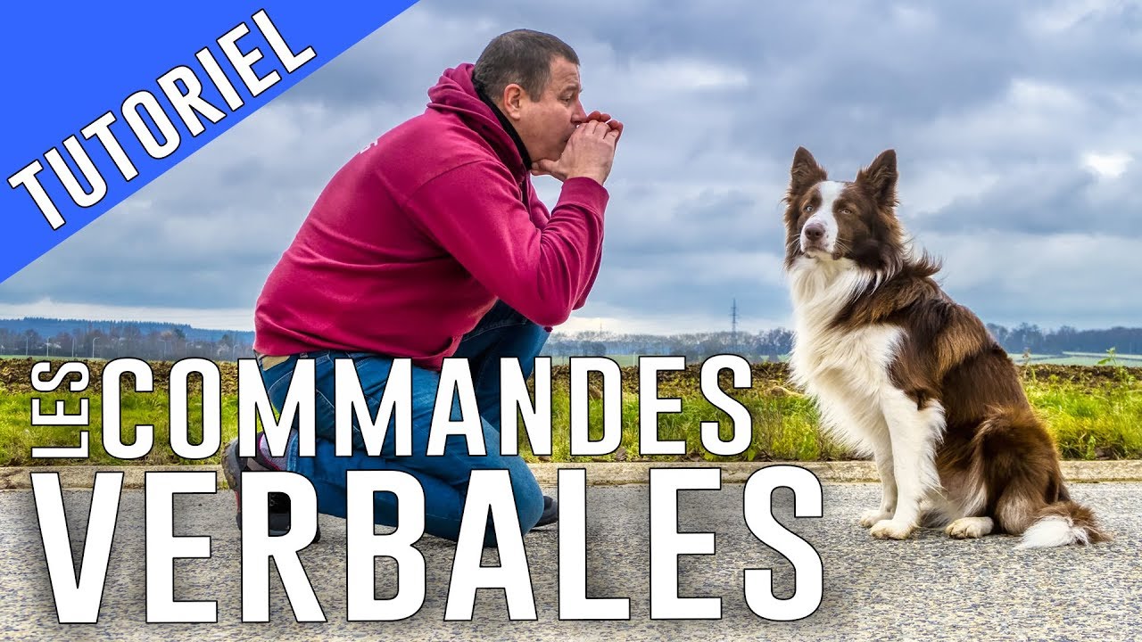 PARLER à son CHIEN avec des COMMANDES VERBALES