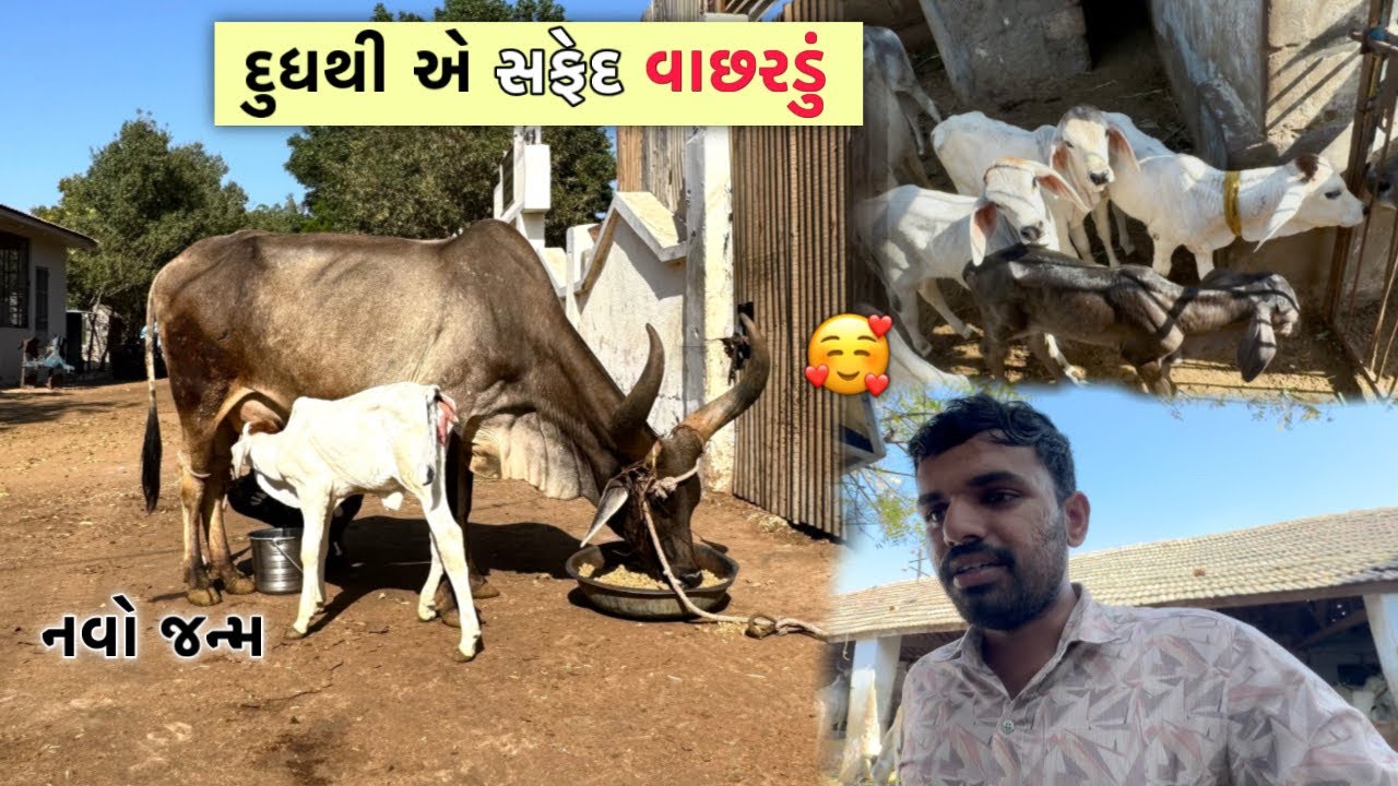 આજે પાંજરાપોળ ગૌશાળાની આ ગાય જોઇ🤩| વાછડી નો કલર જોઈ ને જ મોજ આવી ગઈ 🔥