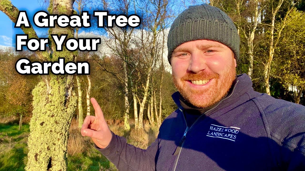 Береза ​​повислая — одно из лучших деревьев для дикой природы