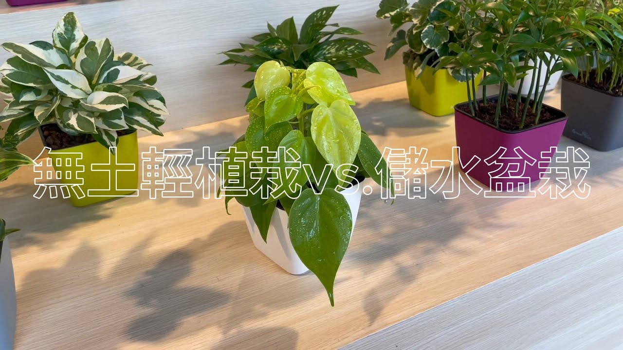 無土輕植栽（水耕植物） vs.&nbsp;儲水盆栽