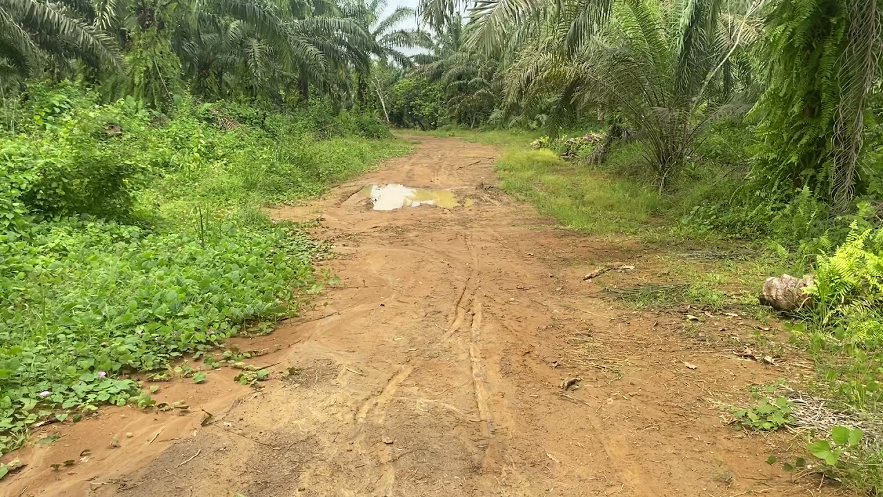 DIBAMBA NKENDEK...1000 M2 OU PLUS....00237 697 620 556(WHATSSAPP)