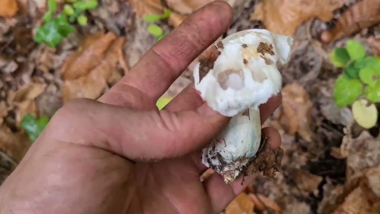 8 octobre Je vais aux trompettes et je trouve des troupes d'edulis #cepes , #boletus