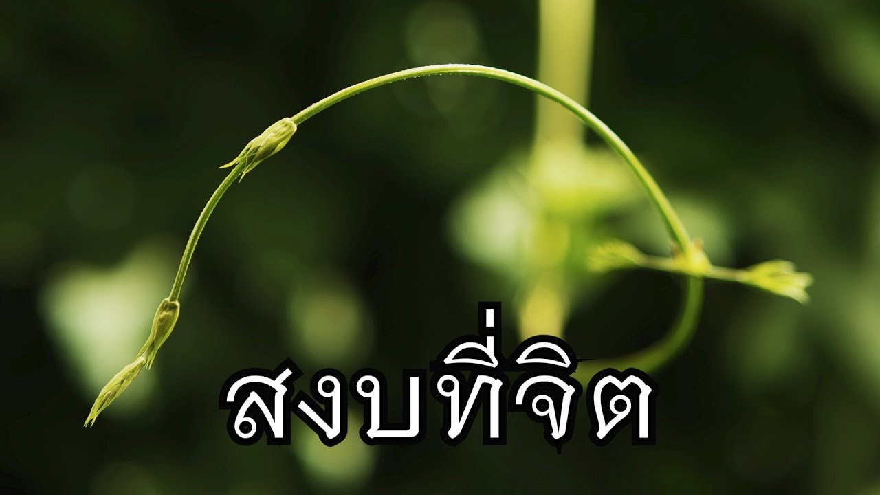พระอาจารย์สุธรรม สุธัมโม | สงบที่จิต วัดป่าหนองไผ่ วันที่ ๓๐ กรกฎาคม ๒๕๖๕