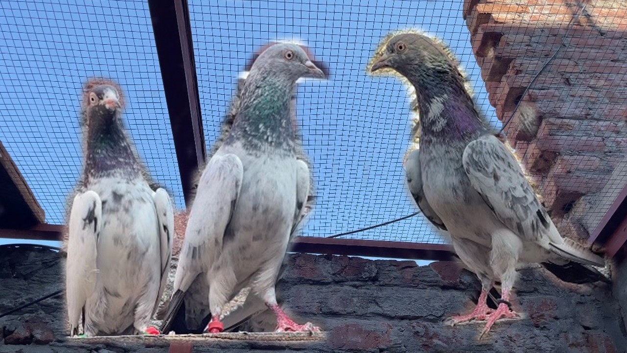 Shandar Quality Waly Resulted 2 Breeder Pair Ka Shock Krein